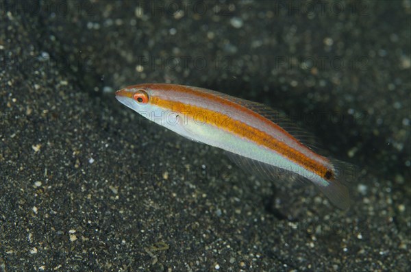 Hartzfeld's Wrasse