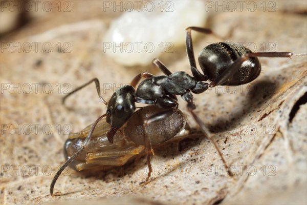 Wood Ant