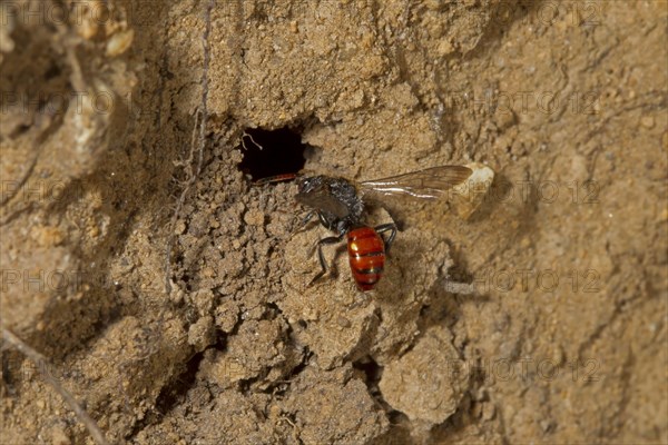 Fabricius' nomad bee