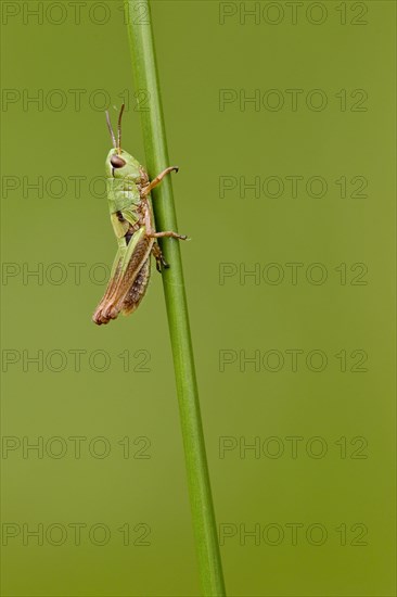 Meadow Grasshopper