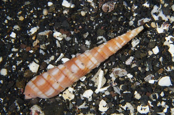 Red cloud snail