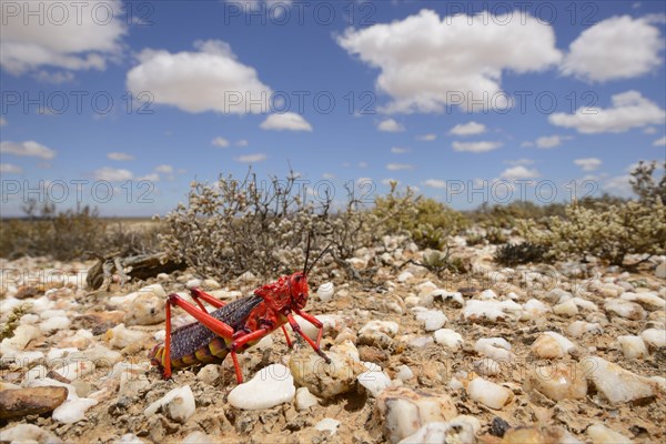 Common Milkweed Grasshopper