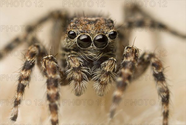 Jumping Spider