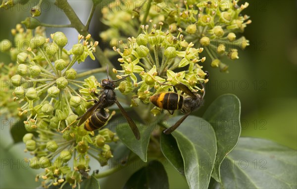 Asian asian hornet