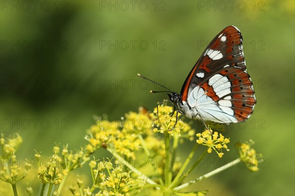 Southern White Admiral