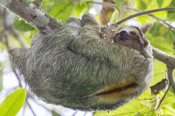 Adult brown-throated three-toed brown-throated sloth