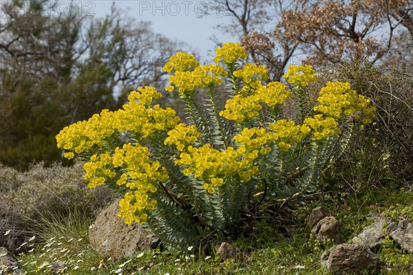 Narrow-leaved Glaucous Spurge