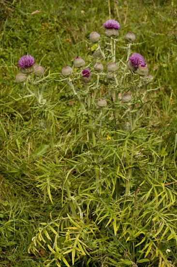 Woolly thistle