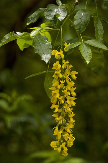 Alpine Laburnum