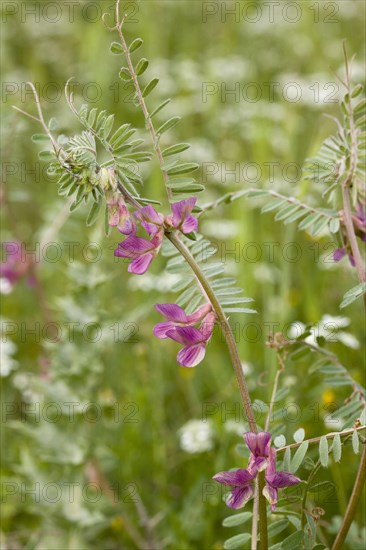 Hungarian Vetch