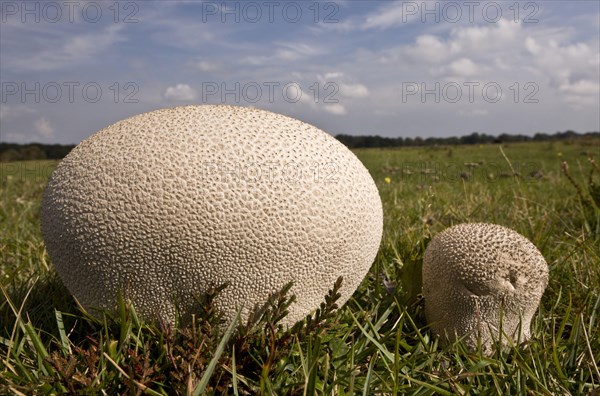 Mosaic Puffball