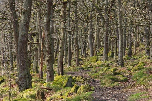 Sessile Oak