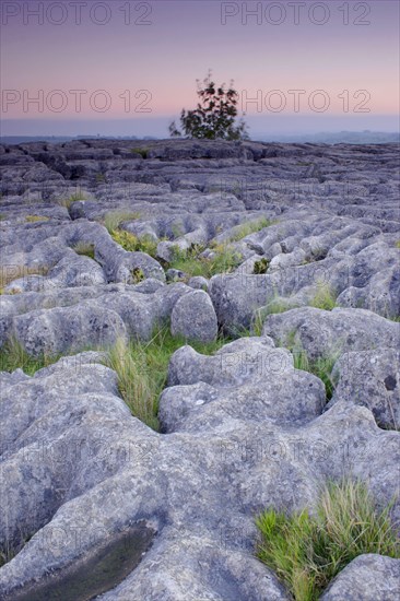 Limestone pavements and grasses at dusk