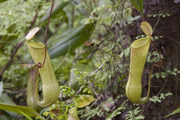 (Nepenthes distillatoria), pitcher plant, sri lanka