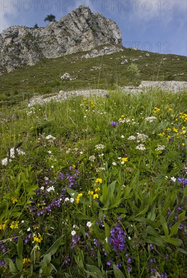 Wildflowers in grassland on mountain slopes