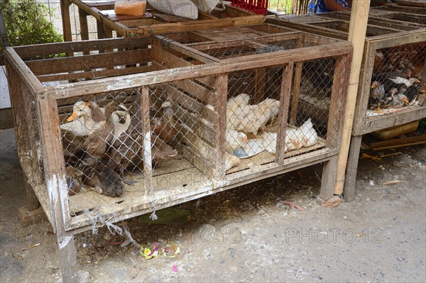 Chickens and ducks for sale