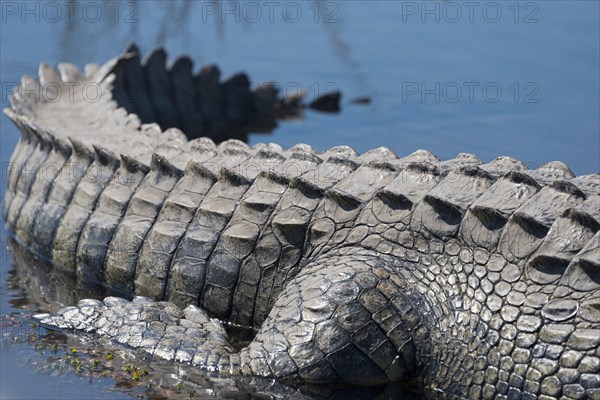 Nile crocodile