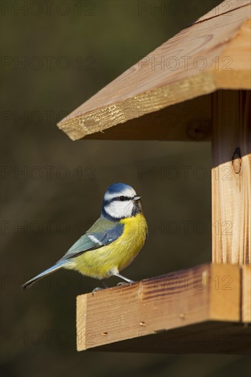 Eurasian blue tit