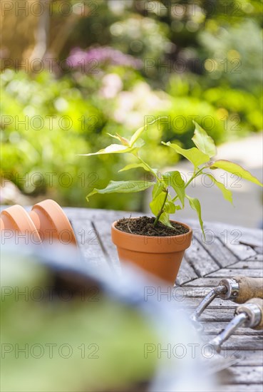 Freshly planted plant