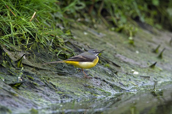 Grey wagtail