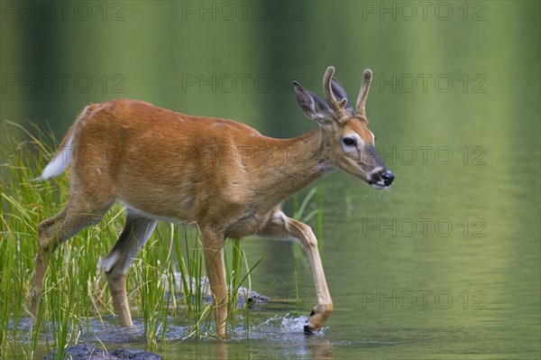 White-tailed deer