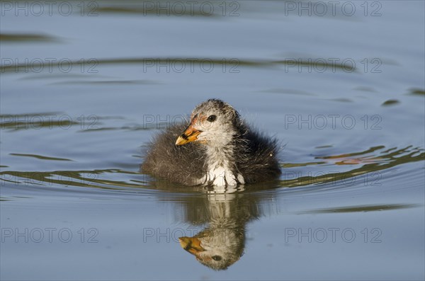 (Fulica atra)