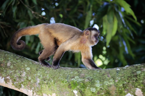 Tufted capuchin