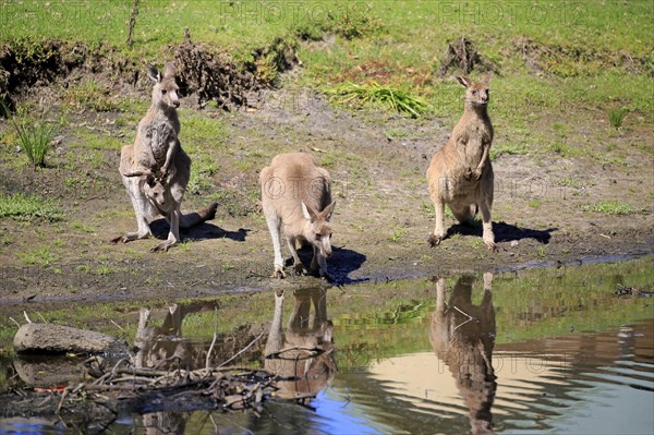 Eastern grey kangaroo