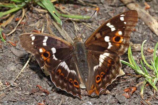 Lesser Schiller Butterfly