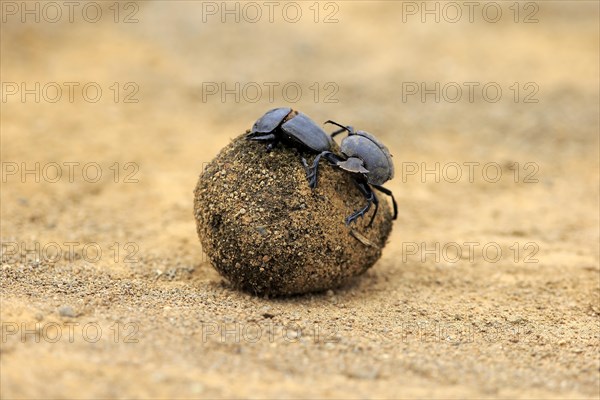 Dung beetle