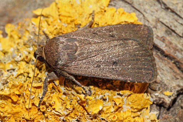 Three-spotted Lance Owl