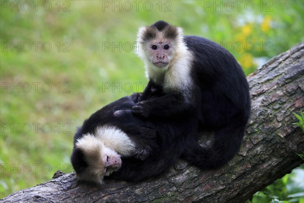 White-headed capuchin