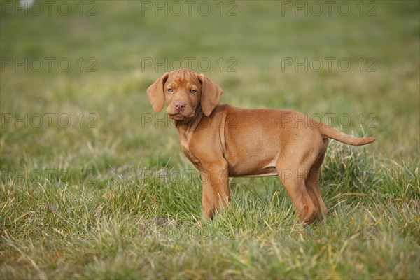 Shorthaired Hungarian Pointing Dog