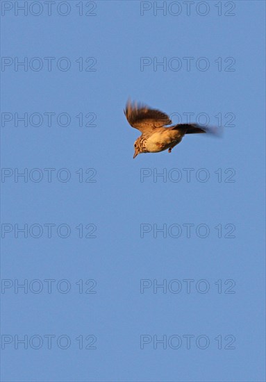 Crested Lark