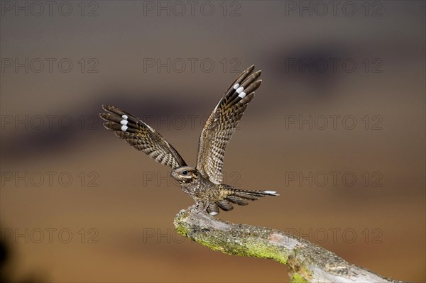 Eurasian european nightjar