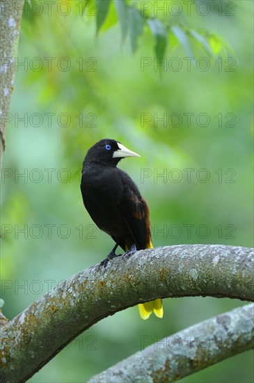 Crested oropendola