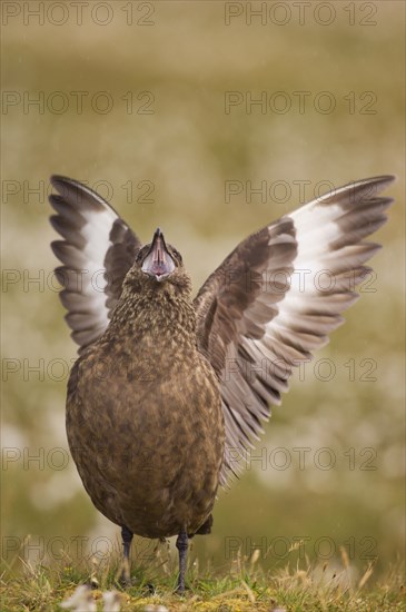 Great Skua