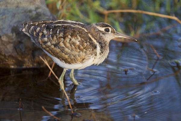 Greater Painted-snipe