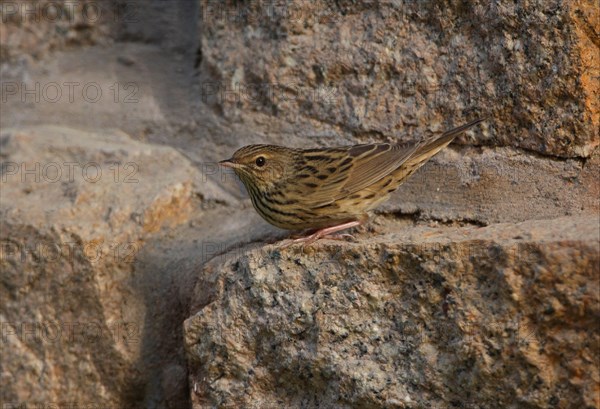 Lanceolated Warbler