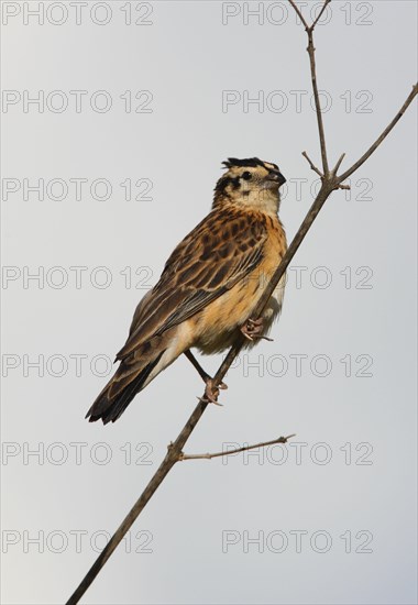 Eastern Paradise Whydah