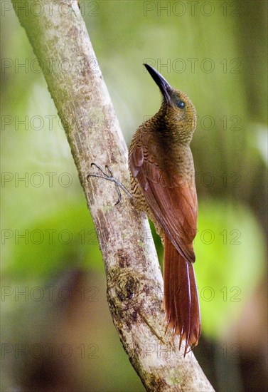 Northern Barred-woodcreeper