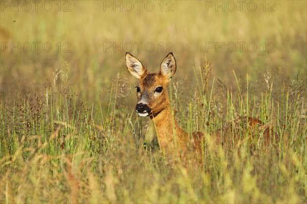 Western Roe Deer