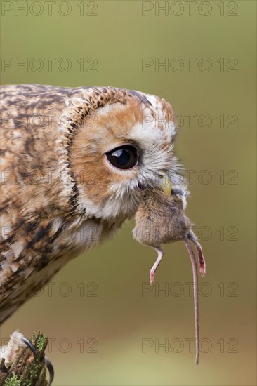 Tawny owl