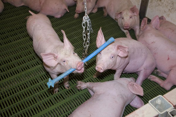 Pig farming