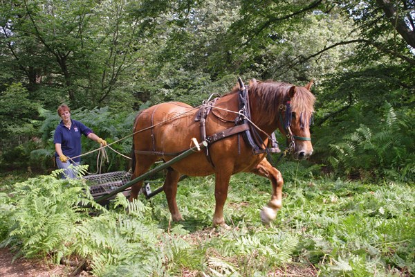 Suffolk Punch