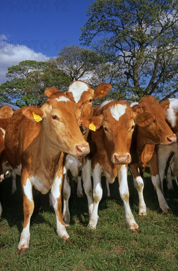 Domestic cattle