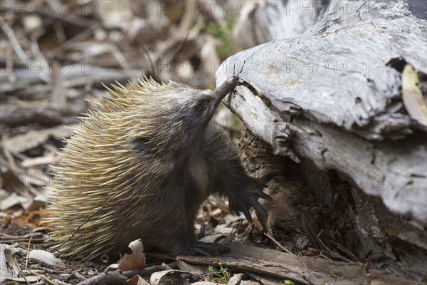 Short-beaked echidna