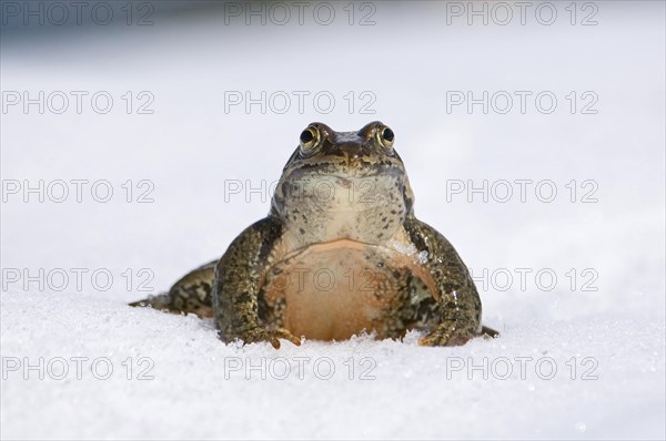 Georgian Marsh Frog