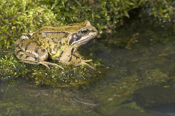 Grass Frog