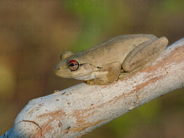 Tree Frog